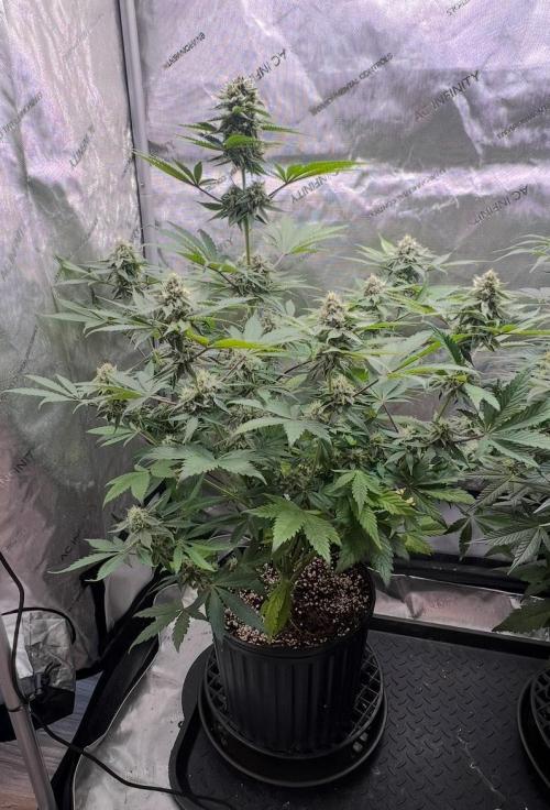 Mango Stick by Laughing Hyena Seeds. Week 9