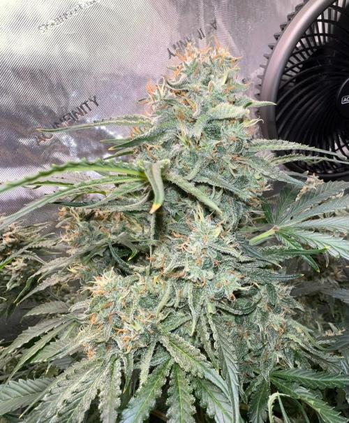 Lil’MOBstar by Laughing Hyena Seeds. Week 10