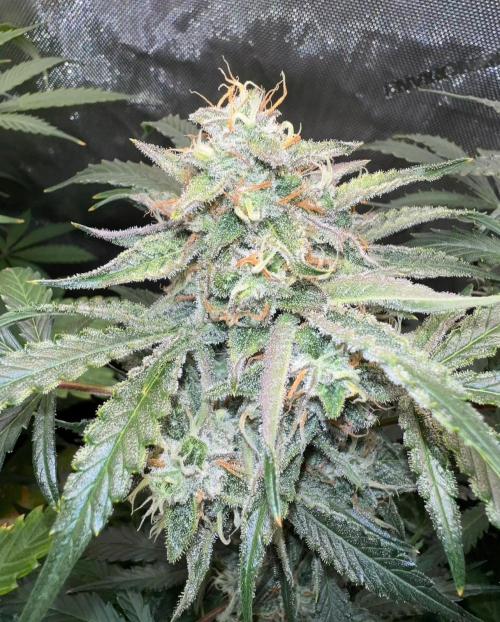 Lil’MOBstar by Laughing Hyena Seeds. Week 10