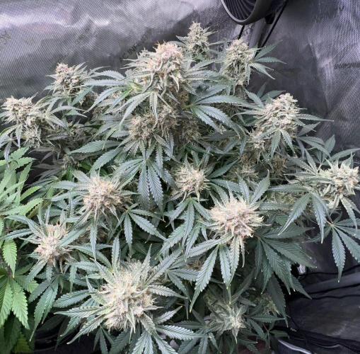 Lil’MOBstar by Laughing Hyena Seeds. Week 10