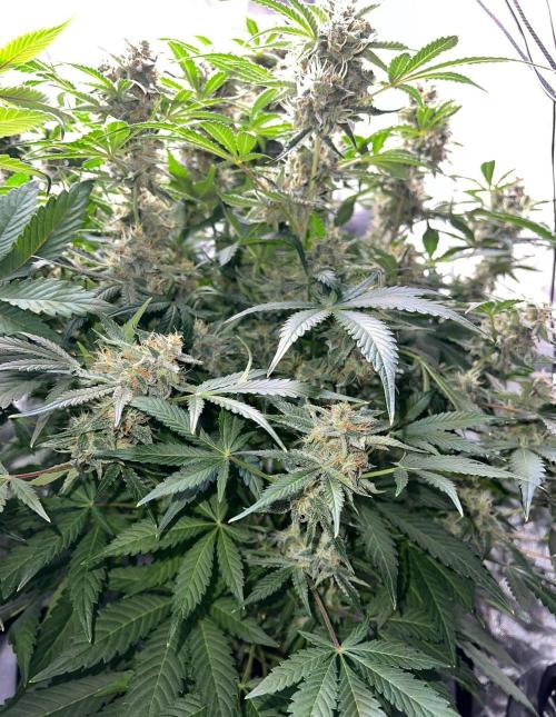 Lil’MOBstar by Laughing Hyena Seeds. Week 10