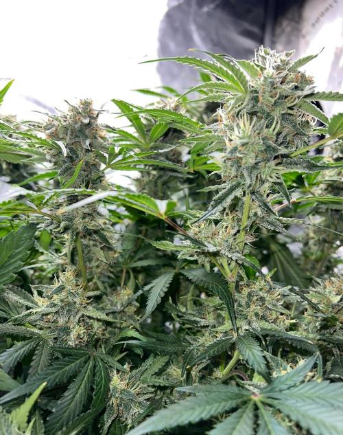 Lil’MOBstar by Laughing Hyena Seeds. Week 10