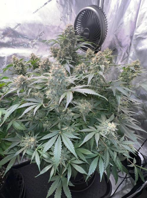 Lil’MOBstar by Laughing Hyena Seeds. Week 10