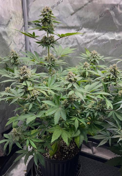 Mango Stick by Laughing Hyena Seeds. Week 10