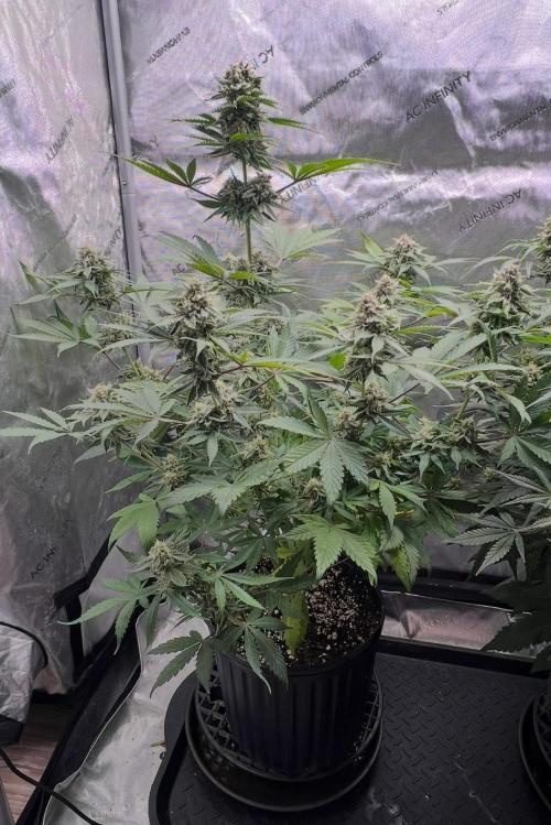 Mango Stick by Laughing Hyena Seeds. Week 10