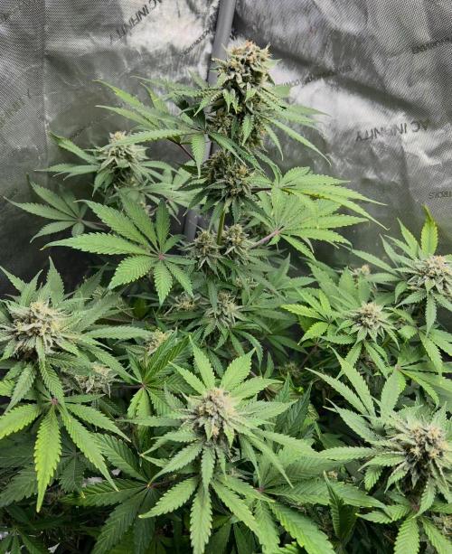 Mango Stick by Laughing Hyena Seeds. Week 10