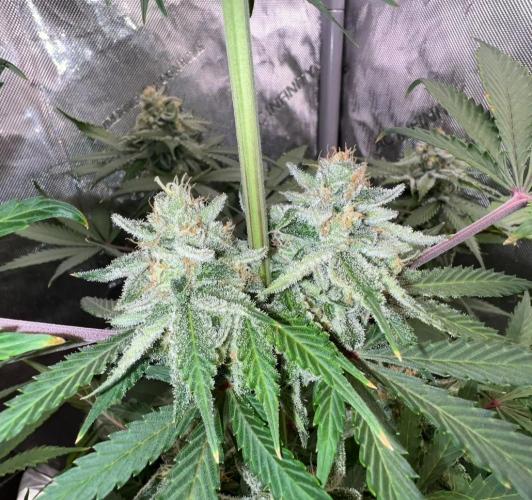 Mango Stick by Laughing Hyena Seeds. Week 10