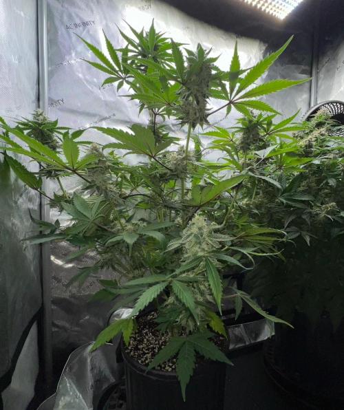 Mango Stick by Laughing Hyena Seeds. Week 10