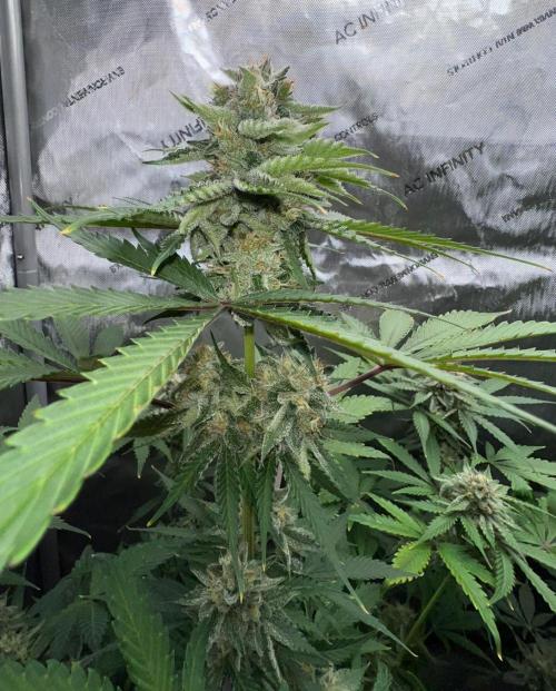Mango Stick by Laughing Hyena Seeds. Week 10