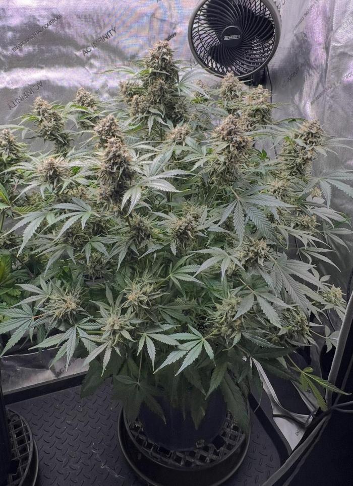 Lil’MOBstar by Laughing Hyena Seeds. Week 11