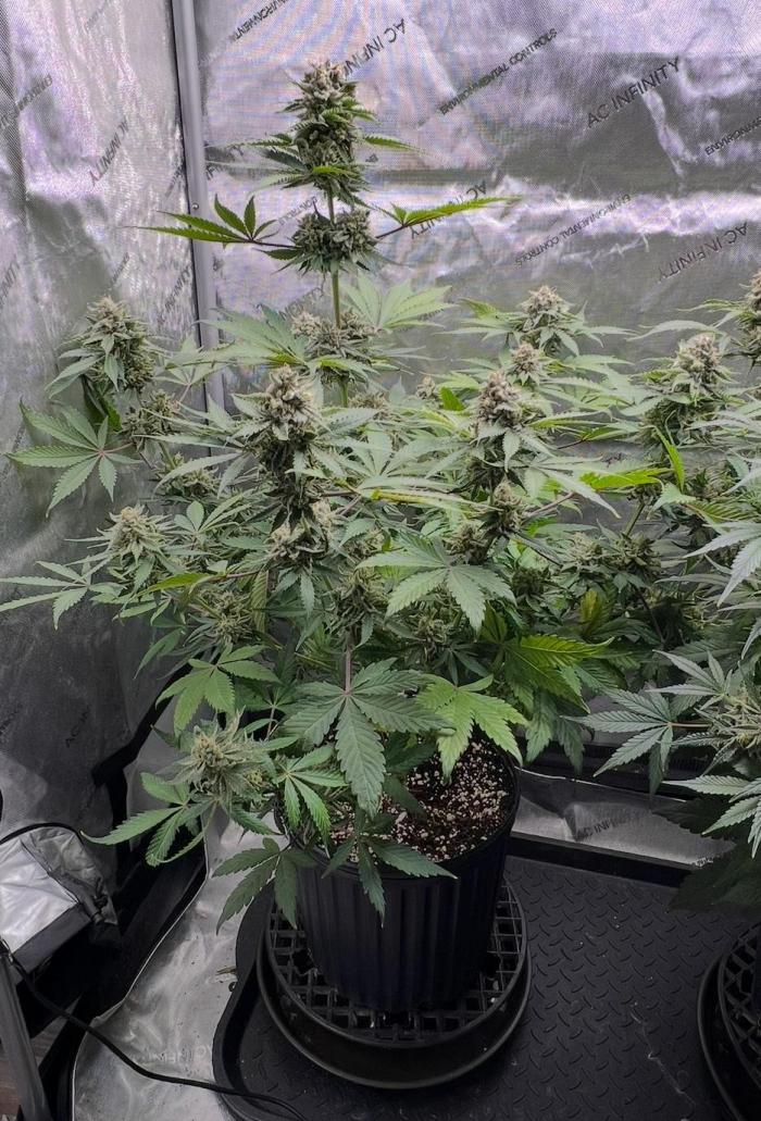 Mango Stick by Laughing Hyena Seeds. Week 11