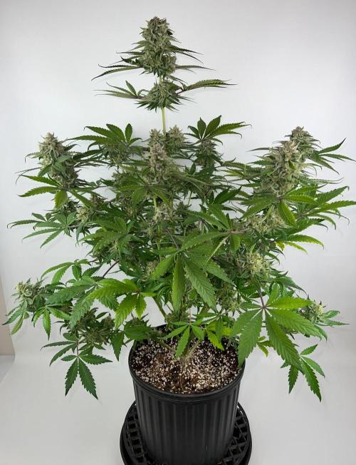 Mango Stick by Laughing Hyena Seeds. Week 12