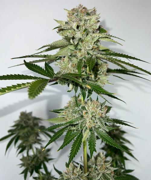 Mango Stick by Laughing Hyena Seeds. Week 12