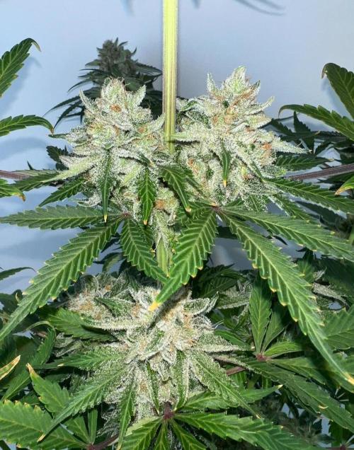 Mango Stick by Laughing Hyena Seeds. Week 12