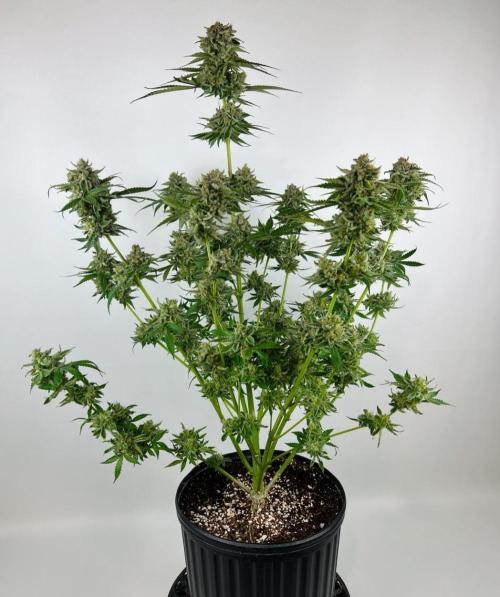 Mango Stick by Laughing Hyena Seeds. Week 12