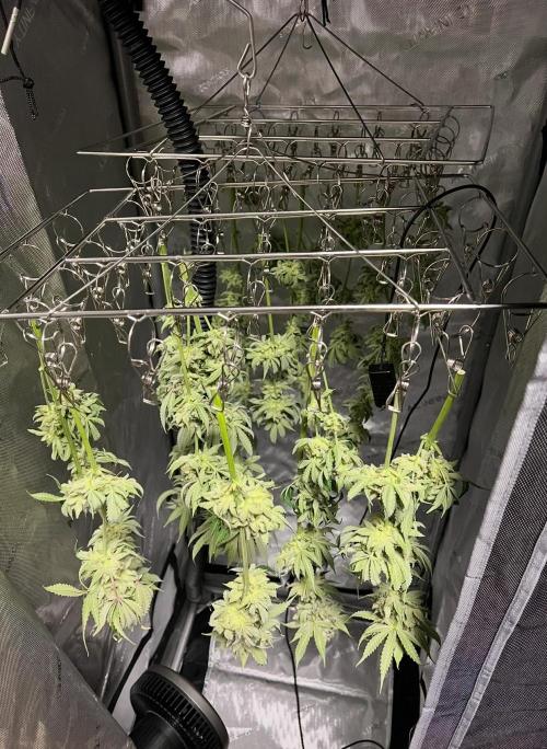 Mango Stick by Laughing Hyena Seeds. Week 12