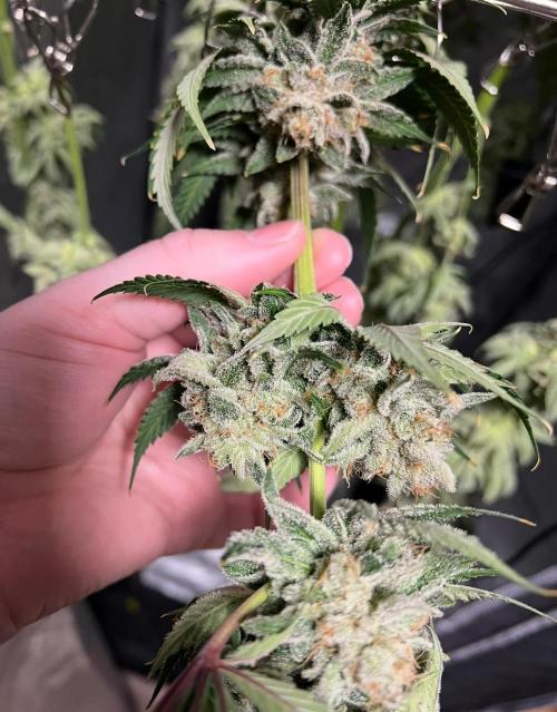 Mango Stick by Laughing Hyena Seeds. Week 12