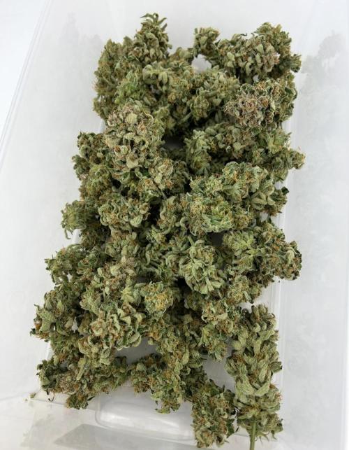 Mango Stick by Laughing Hyena Seeds. Week 12