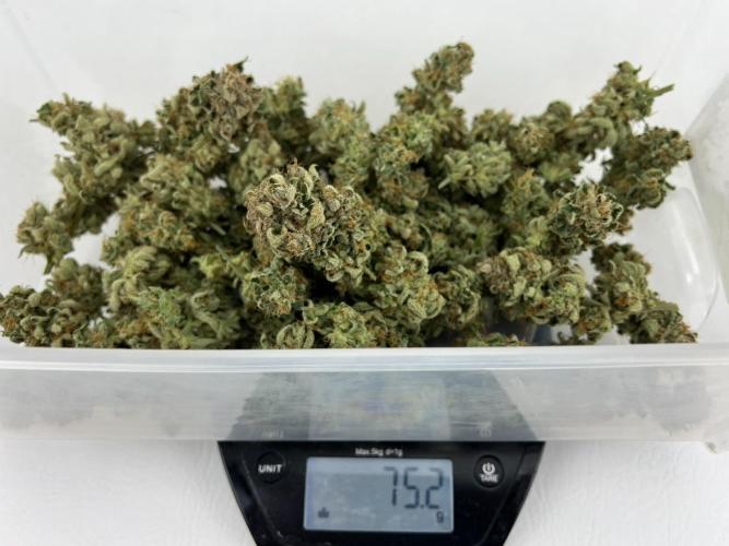 Mango Stick by Laughing Hyena Seeds. Week 12