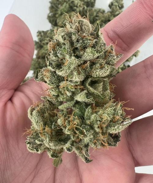 Mango Stick by Laughing Hyena Seeds. Week 12