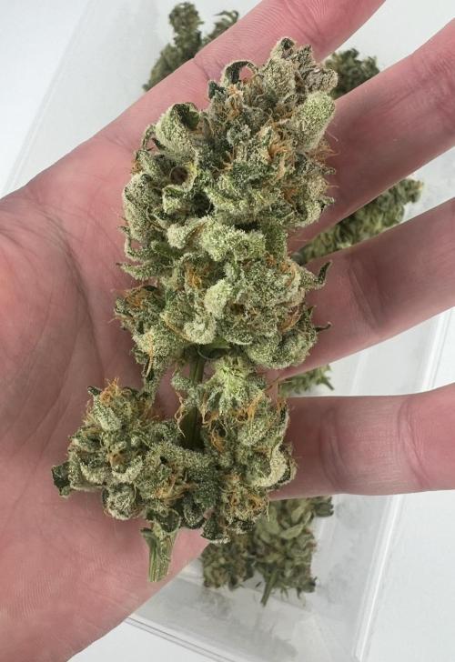 Mango Stick by Laughing Hyena Seeds. Week 12