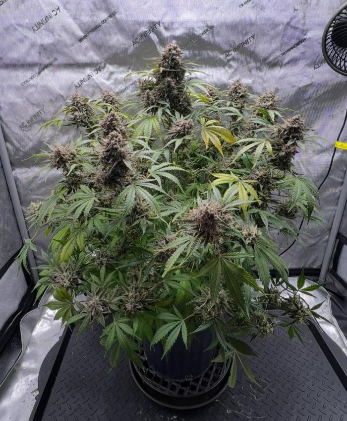 Lil’MOBstar by Laughing Hyena Seeds. Week 12