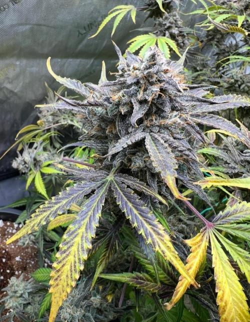 Lil’MOBstar by Laughing Hyena Seeds. Week 13