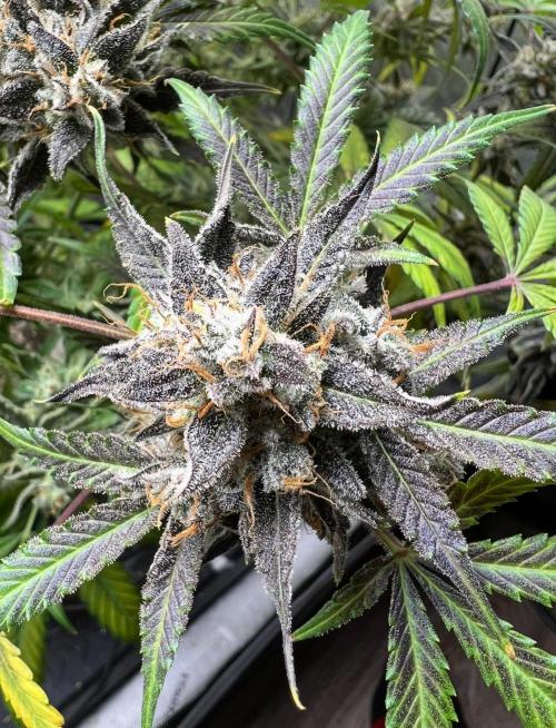 Lil’MOBstar by Laughing Hyena Seeds. Week 13