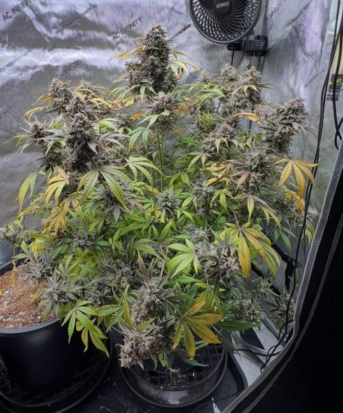 Lil’MOBstar by Laughing Hyena Seeds. Week 13