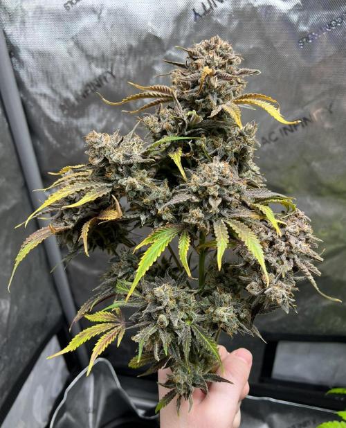 Lil’MOBstar by Laughing Hyena Seeds. Week 14