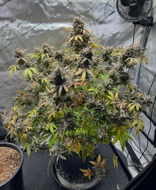 Lil’MOBstar by Laughing Hyena Seeds. Week 14