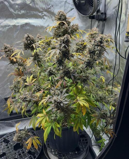 Lil’MOBstar by Laughing Hyena Seeds. Week 14