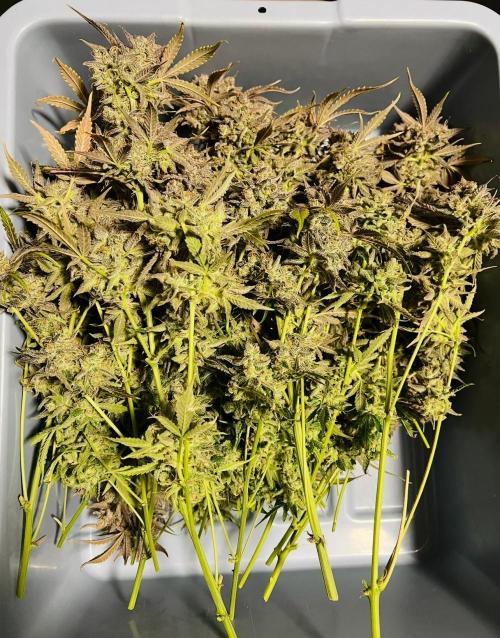 Lil’MOBstar by Laughing Hyena Seeds. Week 14