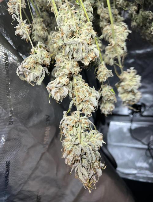 Lil’MOBstar by Laughing Hyena Seeds. Week 14