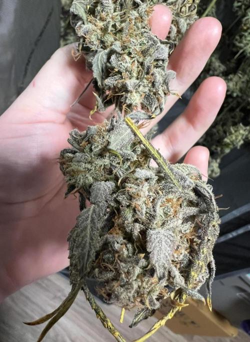 Lil’MOBstar by Laughing Hyena Seeds. Week 14