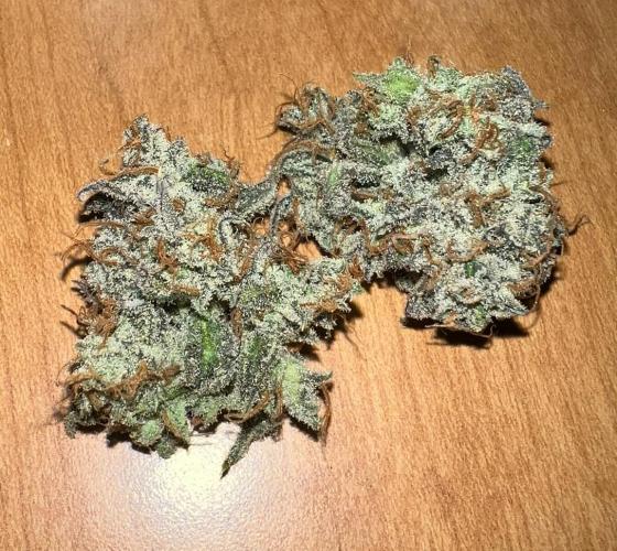 Lil’MOBstar by Laughing Hyena Seeds. Week 14