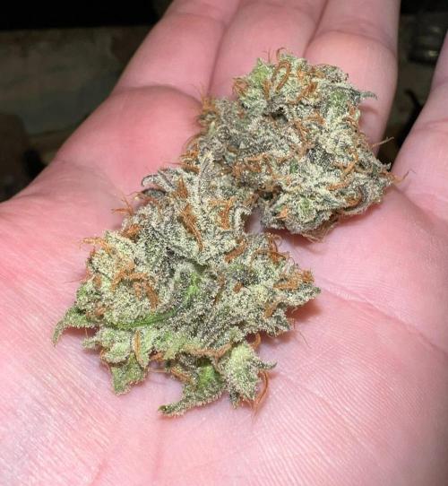 Lil’MOBstar by Laughing Hyena Seeds. Week 14