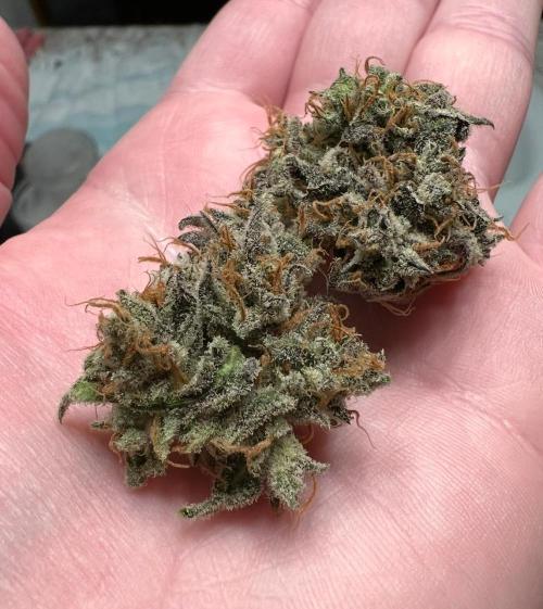 Lil’MOBstar by Laughing Hyena Seeds. Week 14