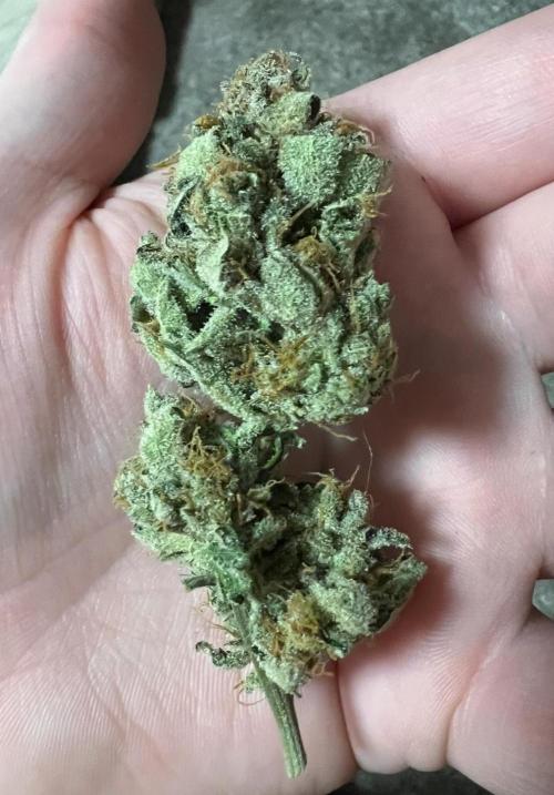 Mango Stick by Laughing Hyena Seeds. Week 12