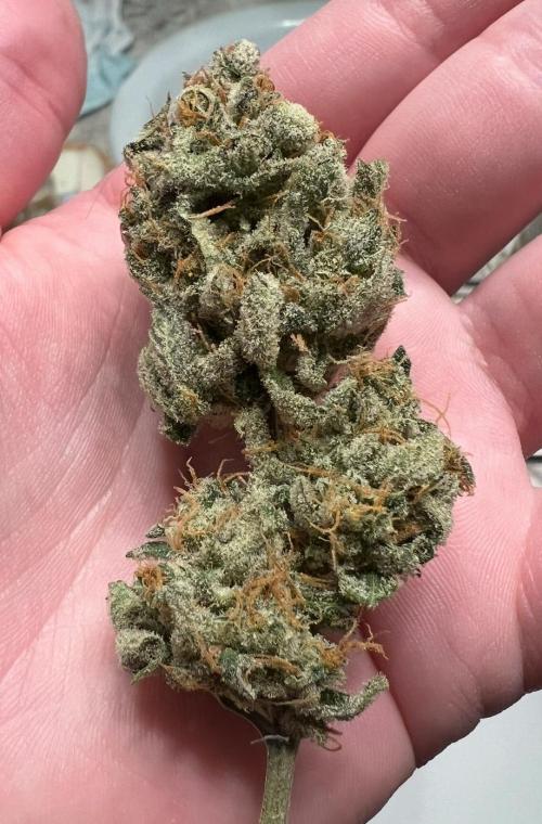 Mango Stick by Laughing Hyena Seeds. Week 12