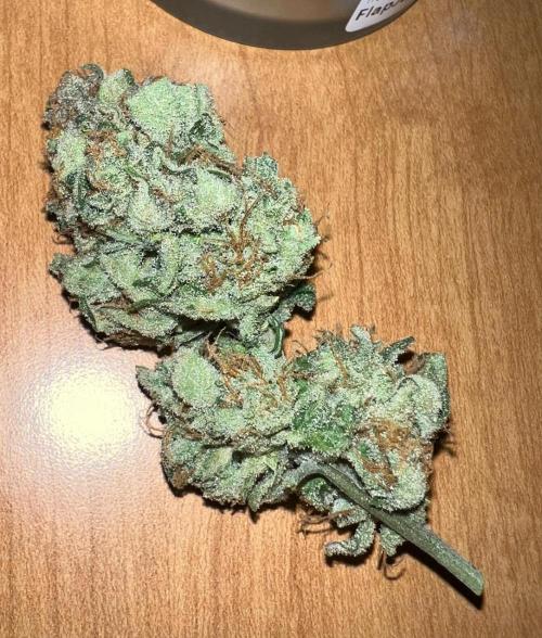 Mango Stick by Laughing Hyena Seeds. Week 12