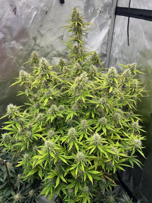 Squirt auto by Humboldt Seed Co. Week 9