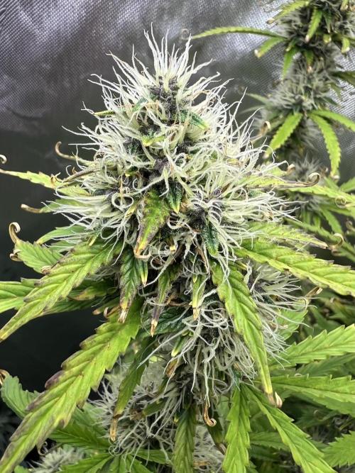 Squirt auto by Humboldt Seed Co. Week 9