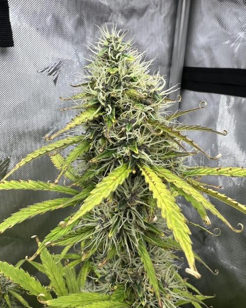 Squirt auto by Humboldt Seed Co. Week 9