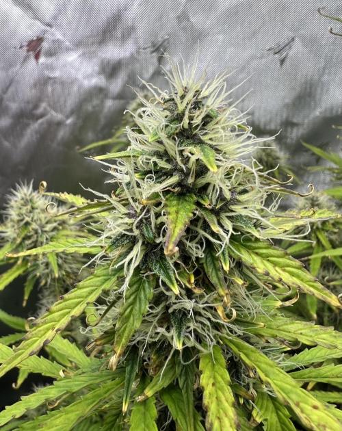 Squirt auto by Humboldt Seed Co. Week 9