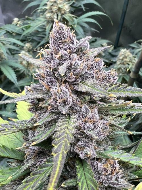 Papaya Cookies. Week 9