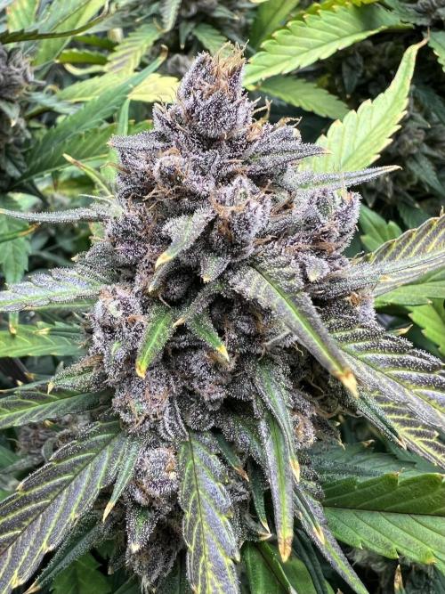 Papaya Cookies. Week 9