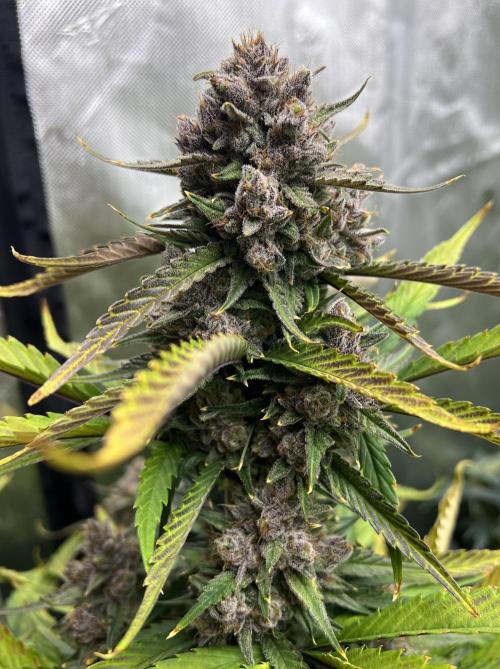 Papaya Cookies. Week 9