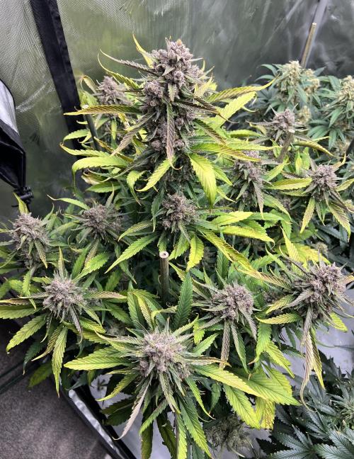 Papaya Cookies. Week 9