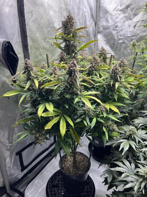 Papaya Cookies. Week 9